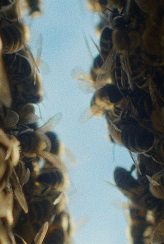 Frallfilm: Biodlaren